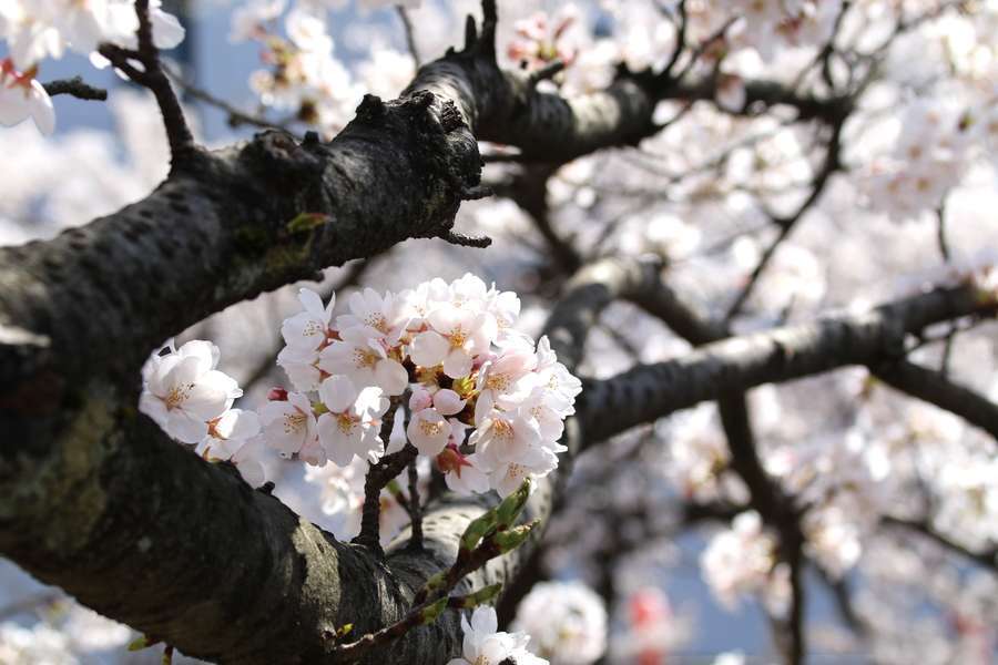 福栄橋周辺の古木に咲くソメイヨシノの花