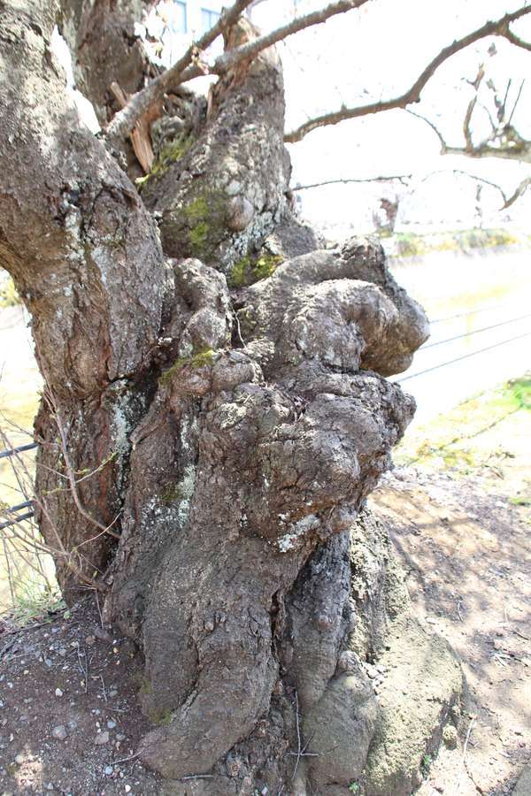 福島江にあるソメイヨシノの古木の幹