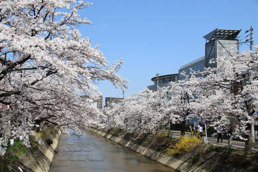 兜橋の上から見た福島江の桜