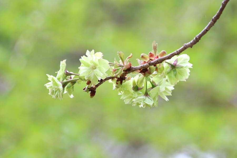 新緑をバックに咲く緑の御衣黄桜