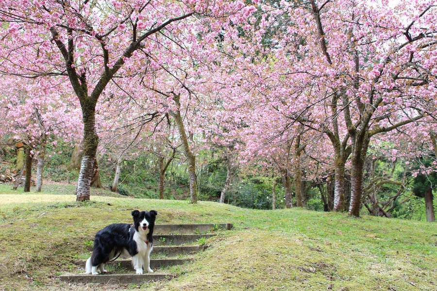満開だった悠久山の八重桜
