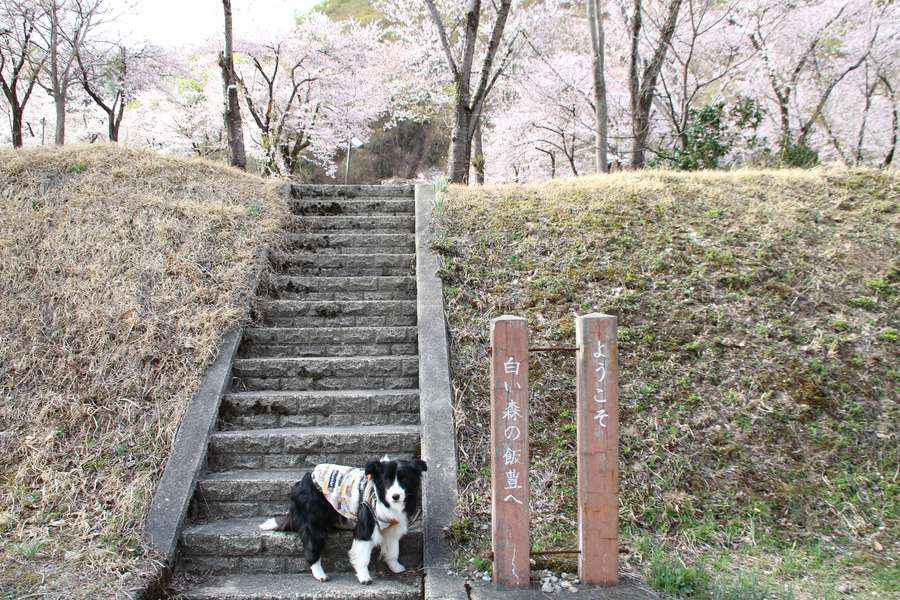 桜公園の標柱とドーン太