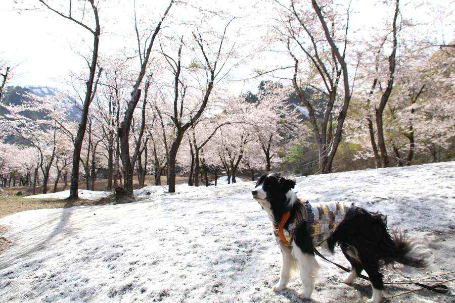 残雪桜咲く飯豊梅花皮荘桜公園に立つドーン太
