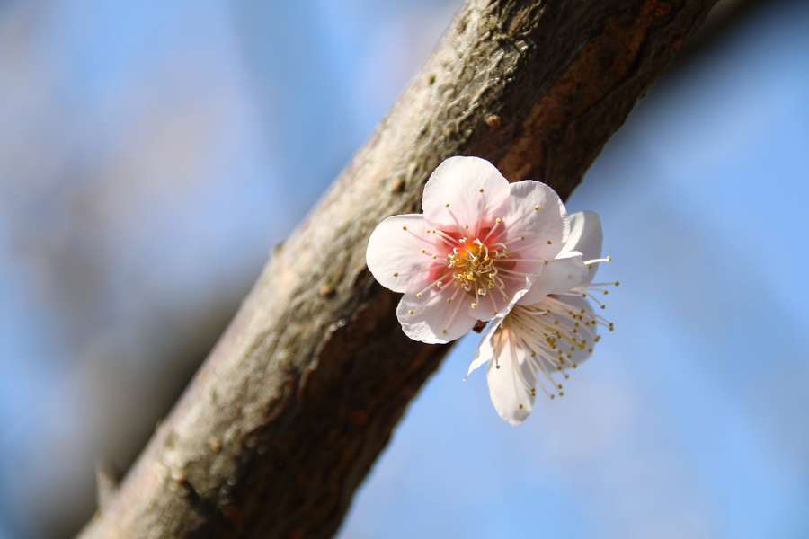 古木に咲く梅の花
