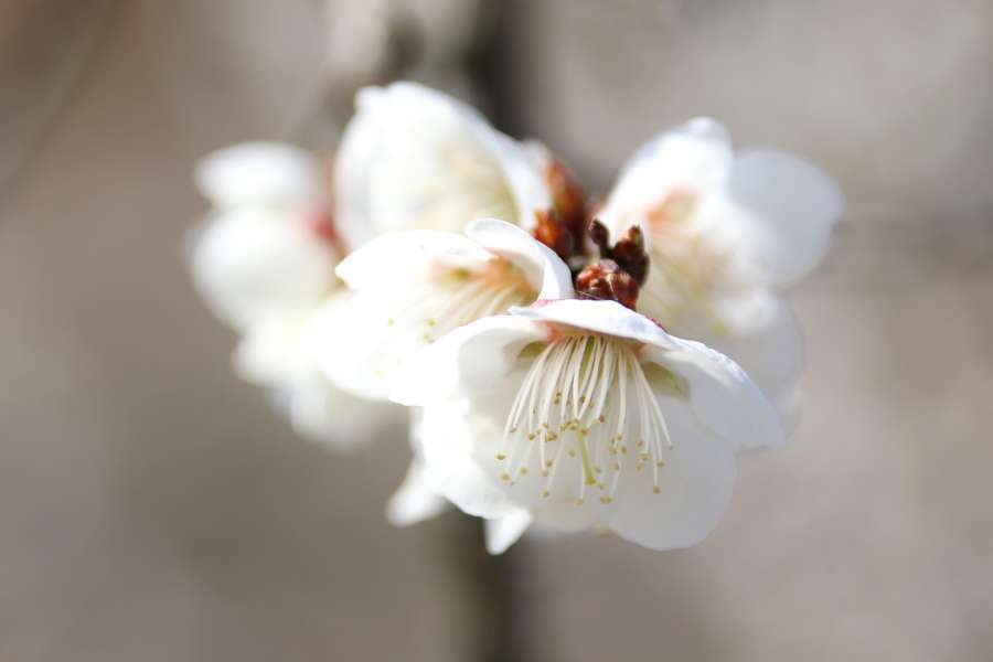 真っ白な梅の花