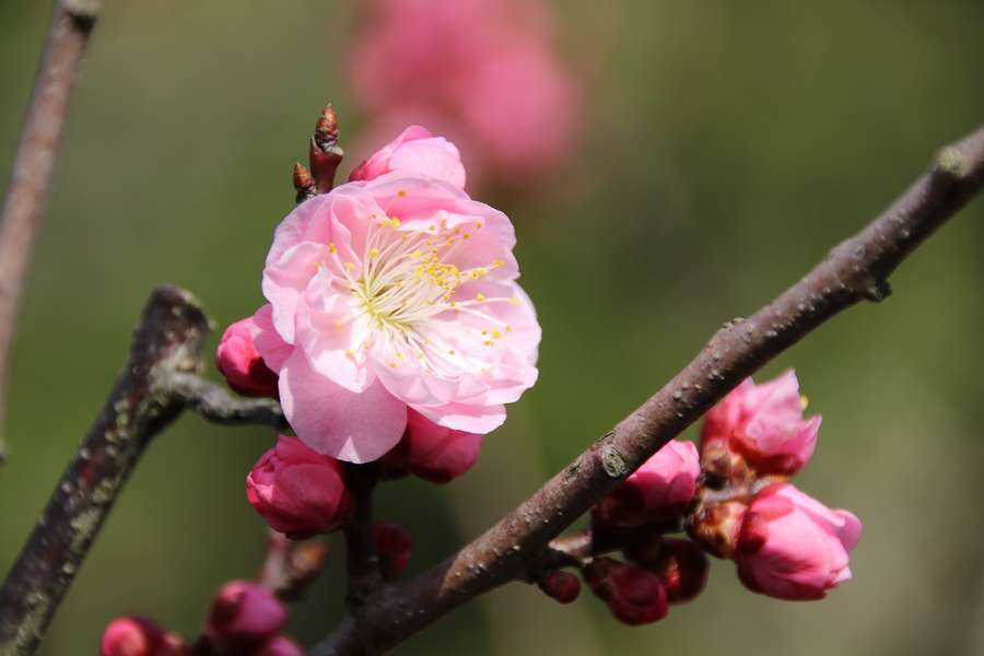 江藤区役所内に咲いていた濃いピンクの観賞用梅