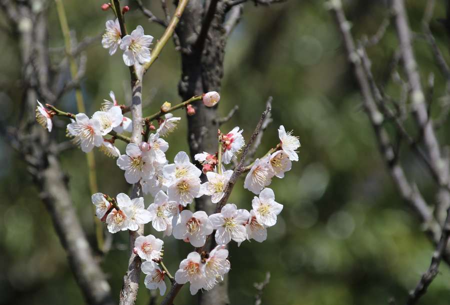 藤五郎梅の古木に咲く花
