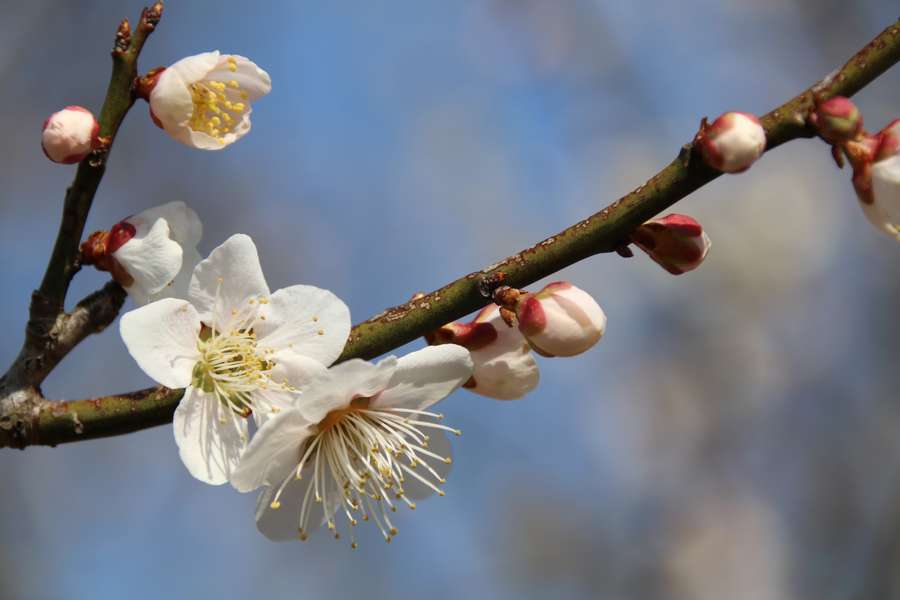 亀田地区に咲く梅の花