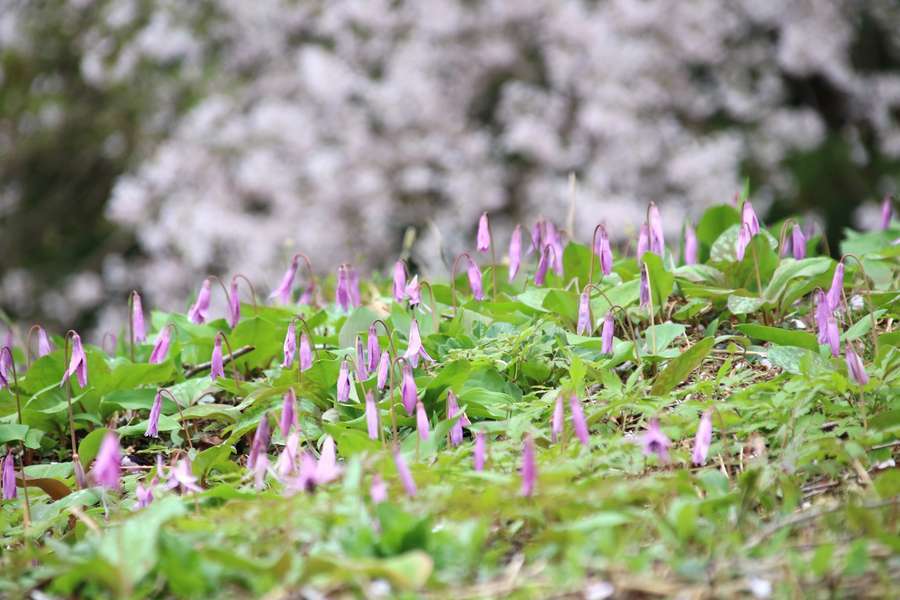 ソメイヨシノをバックに咲く北五百川のカタクリ