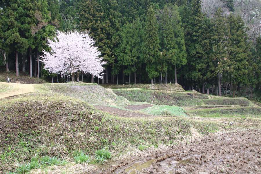 北五百川の棚田最高部に咲くソメイヨシノ