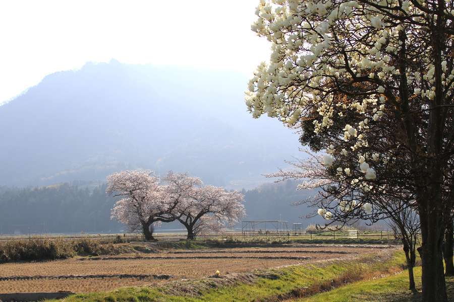 上堰潟公園のハクモクレンとコラボする布目の夫婦桜