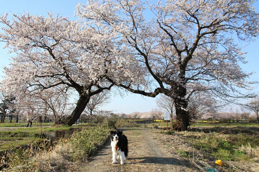 開花中の布目の夫婦桜とドーン太