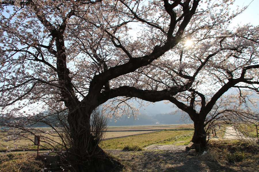 角田山をバックに逆光の夫婦桜