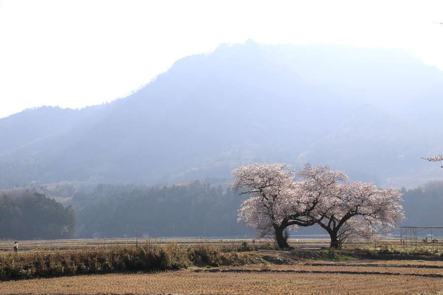 角田山をバックに花咲く布目の夫婦桜