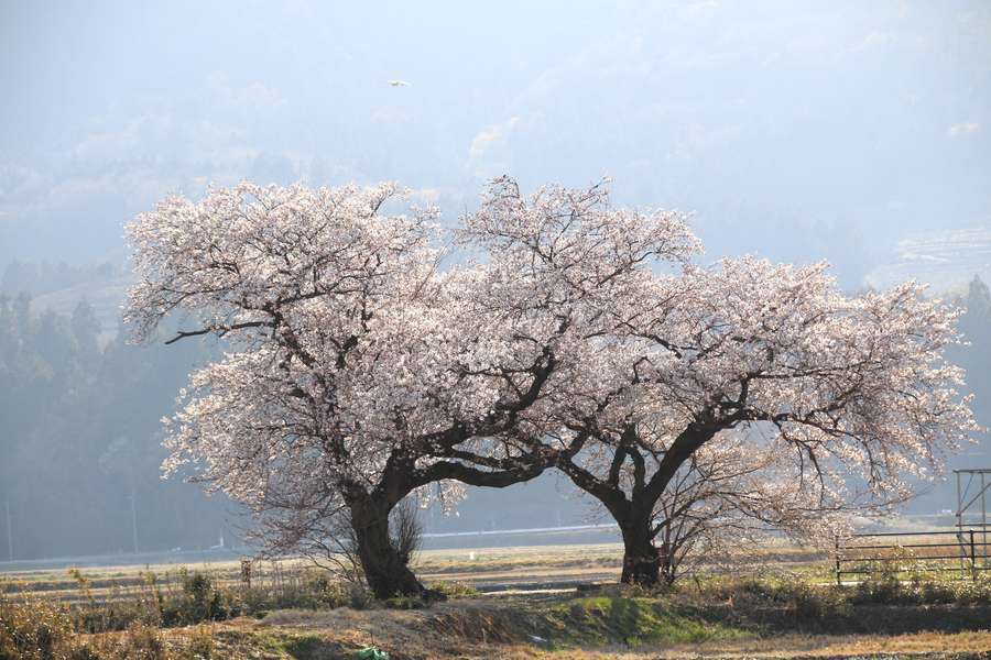 水路を跨いで咲く布目の桜