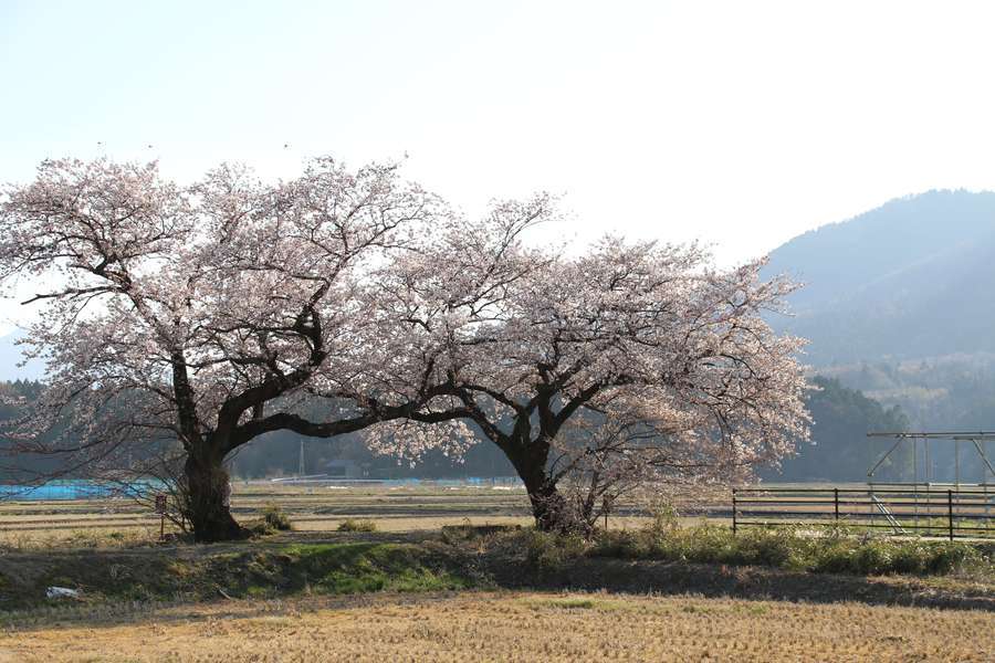 寄り添うように咲く布目の夫婦桜