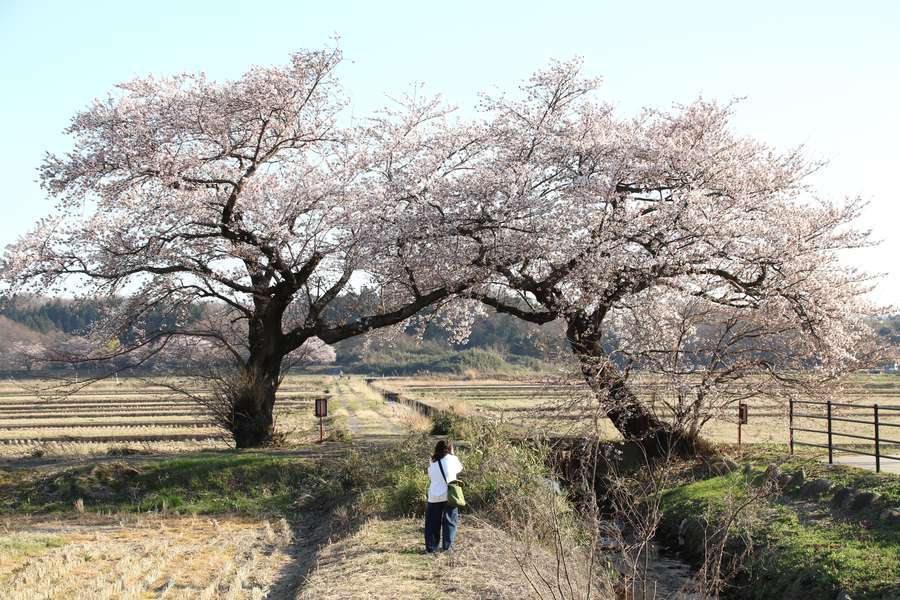 夫婦桜を撮影する女性