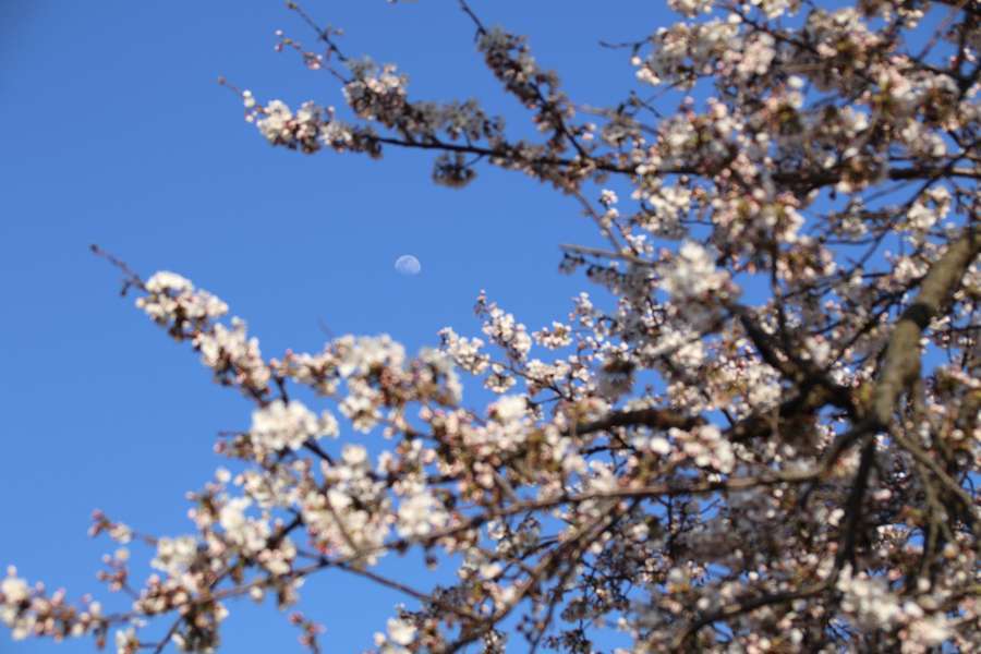 布目の夫婦桜と月
