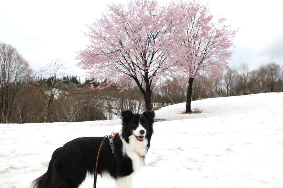 福山峠丁字路広場雪桜の前で笑顔のドーン太