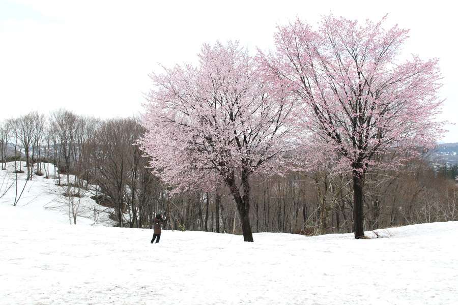 福山峠丁字路の雪上桜を撮影する男性観光客
