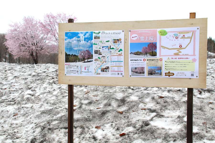福山峠丁字路に立つ雪上桜の案内板