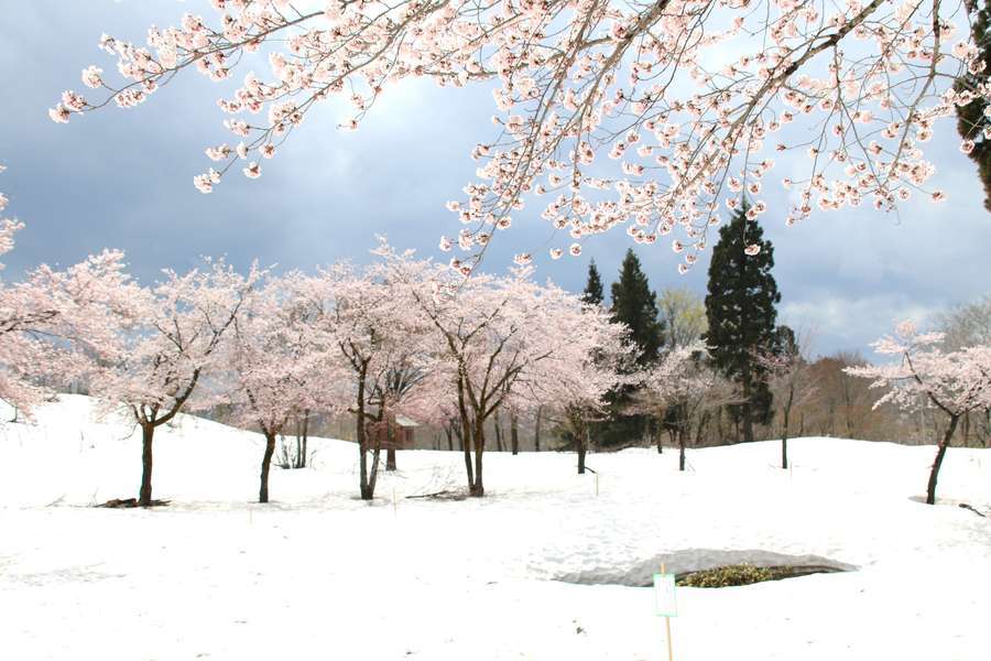 遠くの雪上桜と近くの雪上桜
