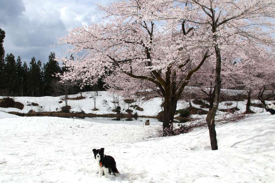 福山峠雪上桜とドーン太