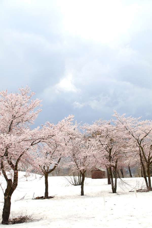 福山峠雪上桜