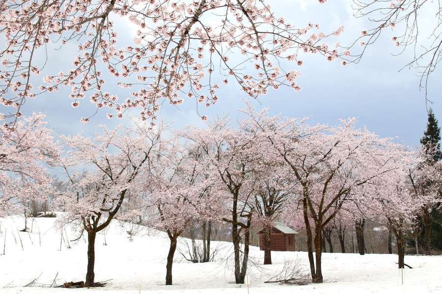 残雪と満開のソメイヨシノ