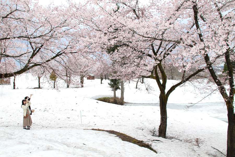 福山峠雪上桜の前で記念撮影する若いカップル