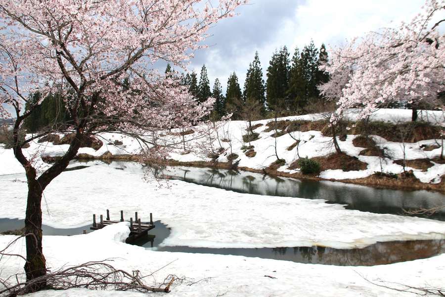 福山峠ふるさと広場池周辺の雪上桜