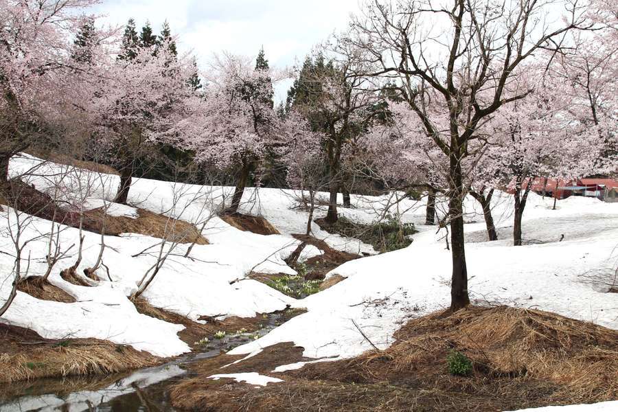 福山峠ふるさと広場の池に流れ込む水路に咲く水芭蕉