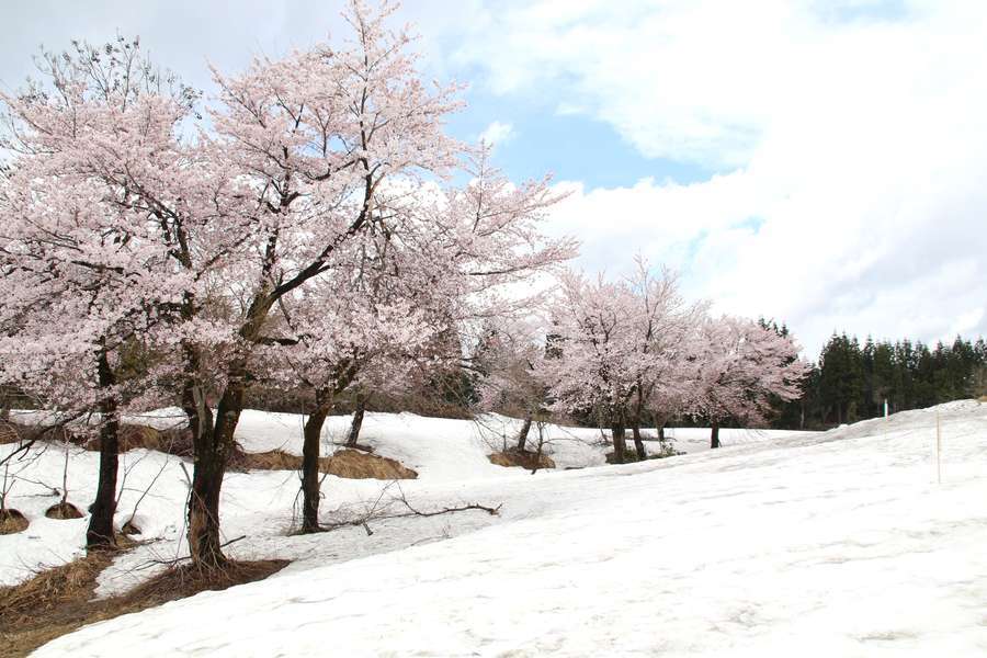 福山峠の雪上桜遠景