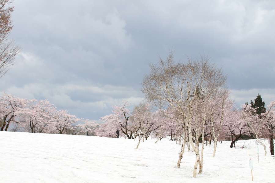 時折どんよりとした雲が見える福山峠雪上桜