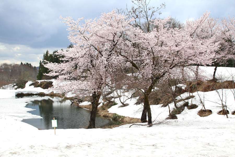 福山峠ふるさと広場の池と雪上桜