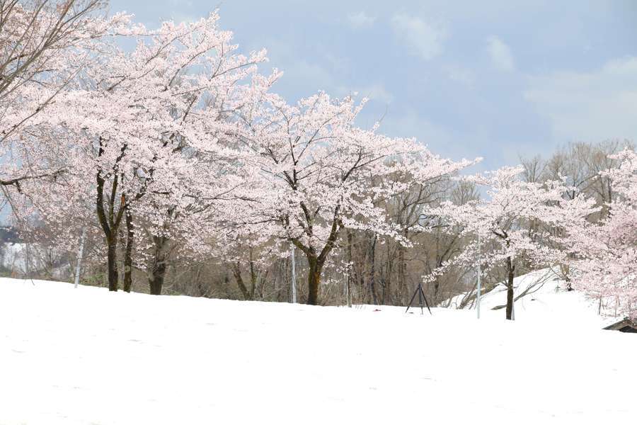 残雪と峠の桜