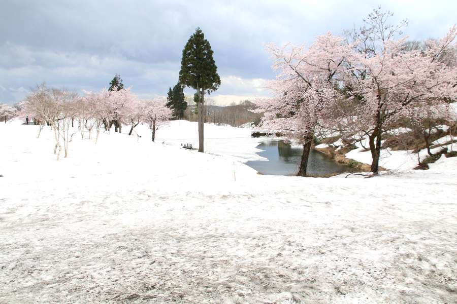 福山峠ふるさと広場雪上桜遠景