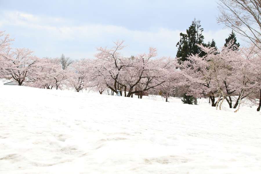 入り口通路から見る福山峠の雪上桜2023広場方向