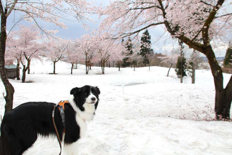 福山峠雪上桜の上で笑顔のドーン太