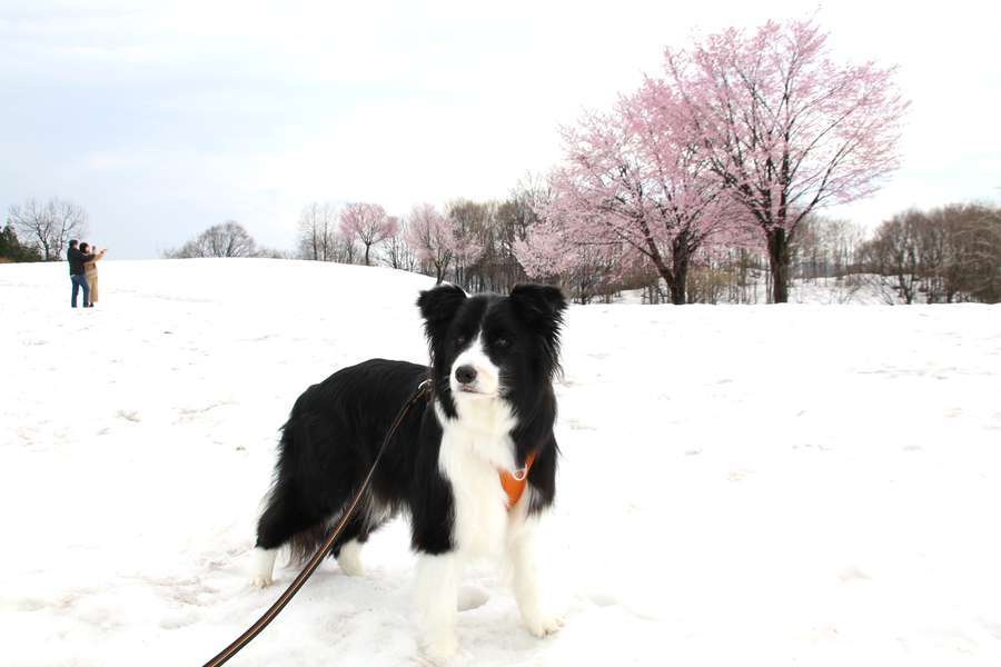 ドーン太と福山峠丁字路の雪上桜