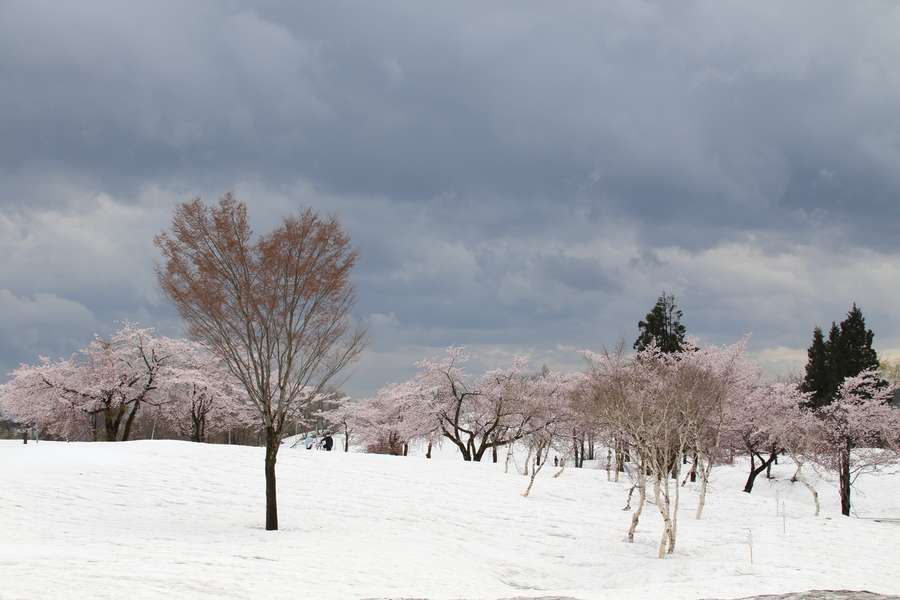 福山峠の雪上桜2023全景