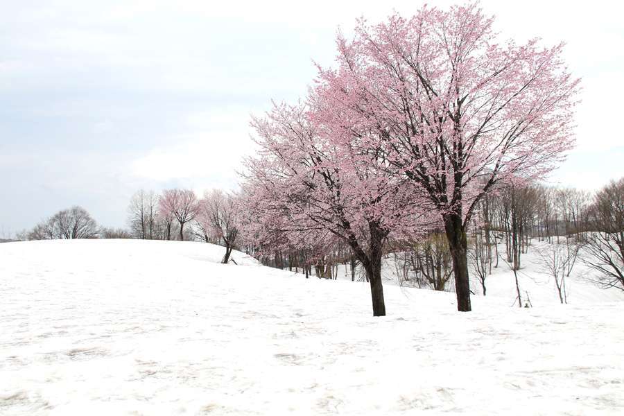 福山峠丁字路の雪上桜