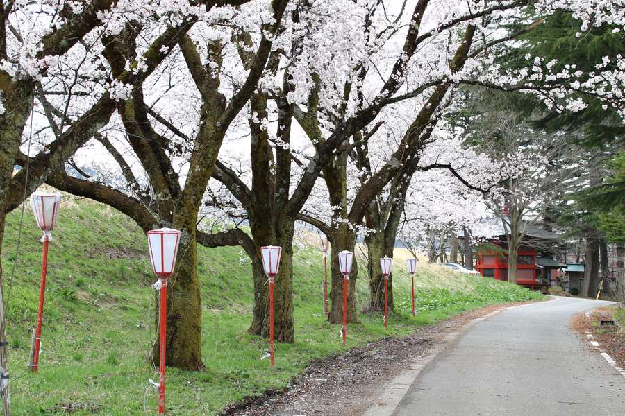 高瀬の桜並木と薬師堂