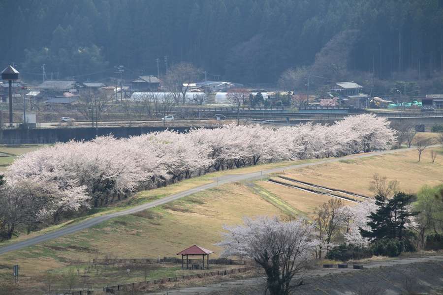 丸山大橋から見る下川口の桜並木