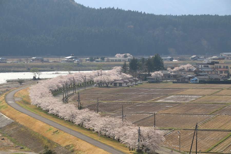 丸山大橋から見た高瀬の桜並木