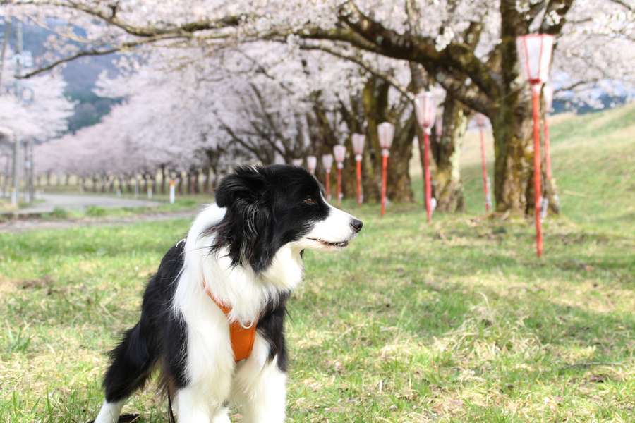 高瀬の桜並木前に立つドーン太