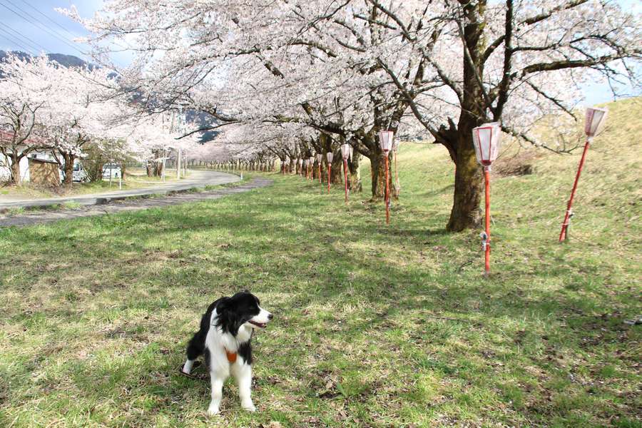 ドーン太と高瀬の桜並木
