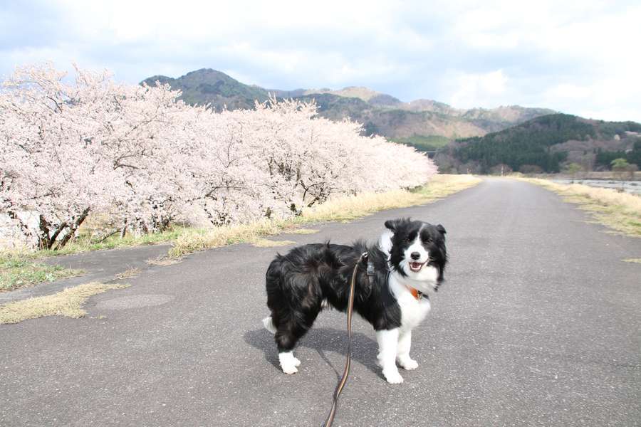 満開の桜咲く高瀬温泉の堤防道路に立つドーン太