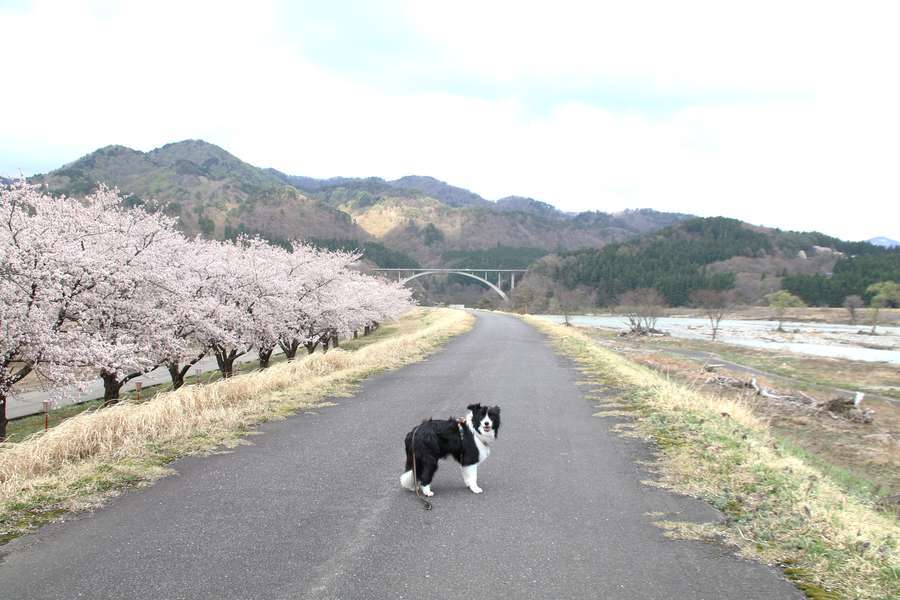 満開の桜と高瀬温泉の堤防道路とドーン太と丸山大橋と荒川