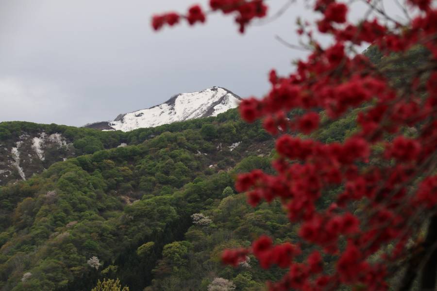 残雪の米山と真紅の花桃